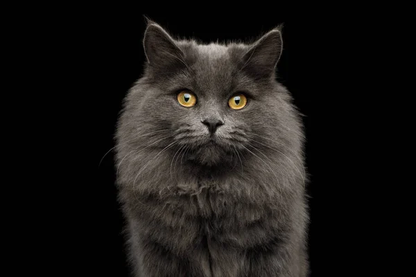 Retrato Adorable Gato Gris Mirando Cámara Sobre Fondo Negro Aislado — Foto de Stock