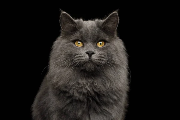 灰猫的肖像凝视孤立的黑色背景 前景色 — 图库照片