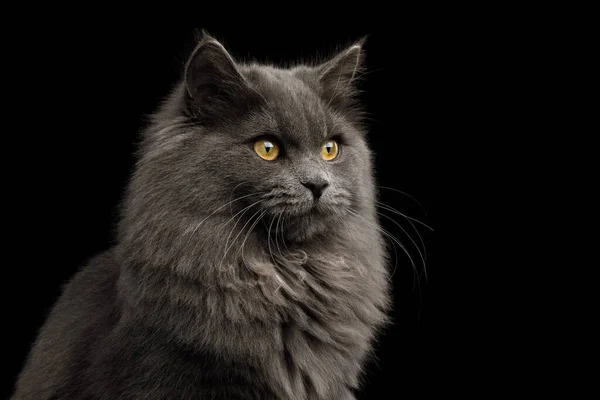 Ritratto Gatto Grigio Con Seno Peloso Guardando Sfondo Nero Isolato — Foto Stock