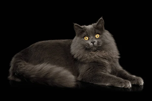 Furry Gray Cat Liggen Staren Camera Geïsoleerde Zwarte Achtergrond — Stockfoto