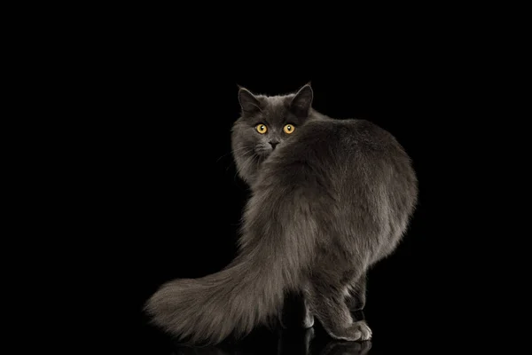 Furry Gray Cat Standing Looking Back Peeking Tail Isolated Black — Stock Photo, Image