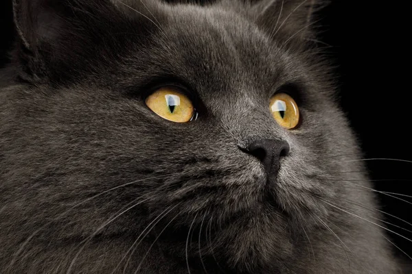 Primer Plano Retrato Gato Gris Mira Fijamente Sus Ojos Amarillos — Foto de Stock