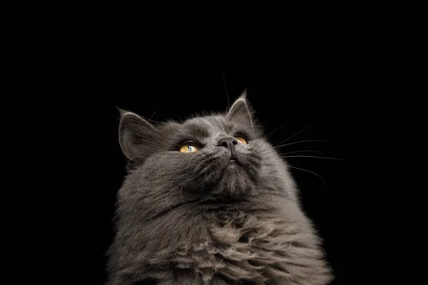 Retrato Gato Gris Mirando Hacia Arriba Sobre Fondo Negro Aislado — Foto de Stock