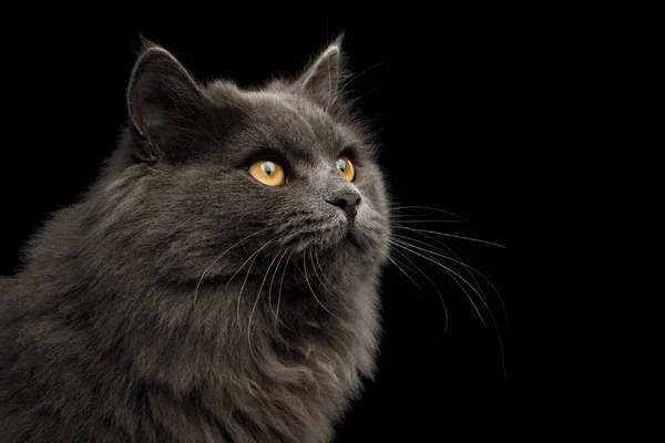 Portrét Šedé Kočky Zírá Izolované Černé Pozadí Profil Pohled — Stock fotografie