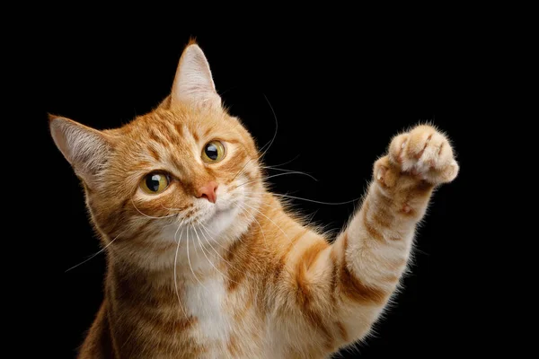 Πορτραίτο Του Παιχνιδιάρικη Γάτα Τζίντζερ Αυξάνεται Paw Και Κοιτάζοντας Στην — Φωτογραφία Αρχείου
