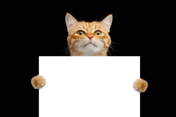 Забавный Кот Показывающий Плакат Выделенный Черном Фоне Шаблон Веб Баннера — стоковое фото