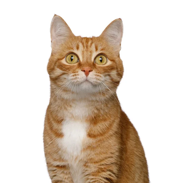 Portret Van Tevreden Rode Kat Geïsoleerde Witte Achtergrond Vooraanzicht — Stockfoto