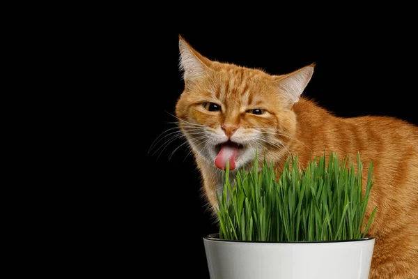 Funny Portrait of Red Cat eating wheat grass on isolated black background