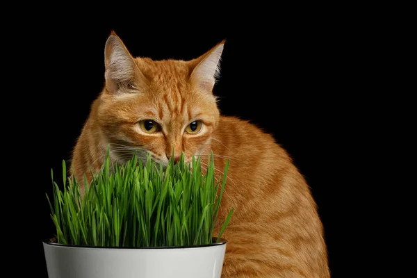 Porträt Der Roten Katze Sitzt Und Weizengras Auf Isoliertem Schwarzem — Stockfoto