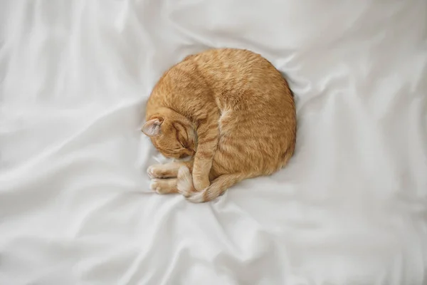 红姜猫睡在白色被单上 捂住鼻子 — 图库照片