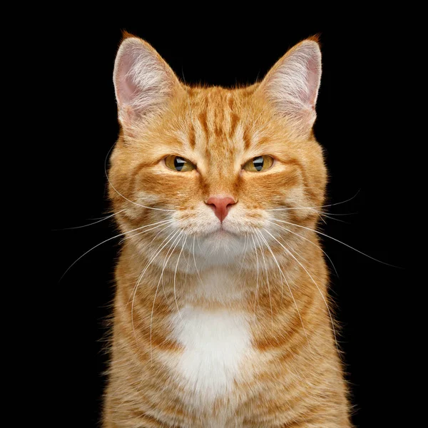 Funny Portrait Ginger Cat Gazing Squinting Looks Isolated Black Background — Stock Photo, Image