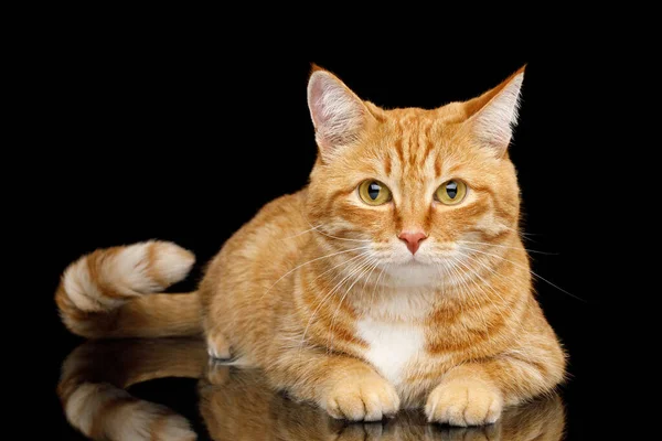 Leżący Ginger Cat Ogonem Cute Spoglądanie Lustro Izolowane Czarne Tło — Zdjęcie stockowe