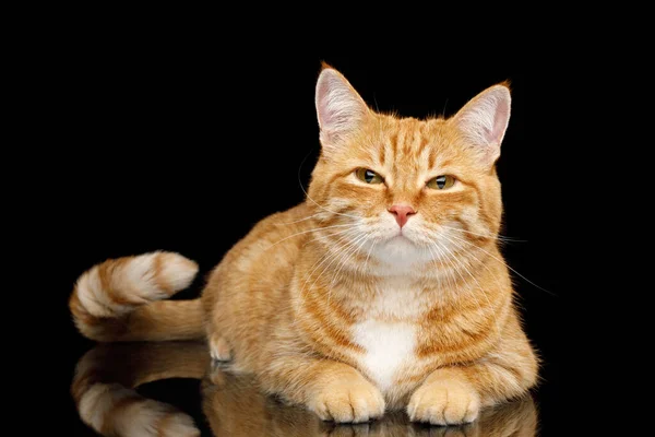 Mintiendo Jengibre Gato Con Entrecerrar Los Ojos Espejo Aislado Negro — Foto de Stock