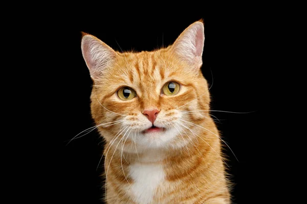 Closeup Portré Meglepett Ginger Cat Opened Mouth Isolated Black Háttér — Stock Fotó