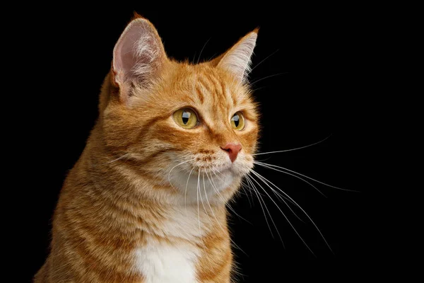 Adorabile Ritratto Ginger Cat Sfondo Nero Isolato Vista Profilo — Foto Stock