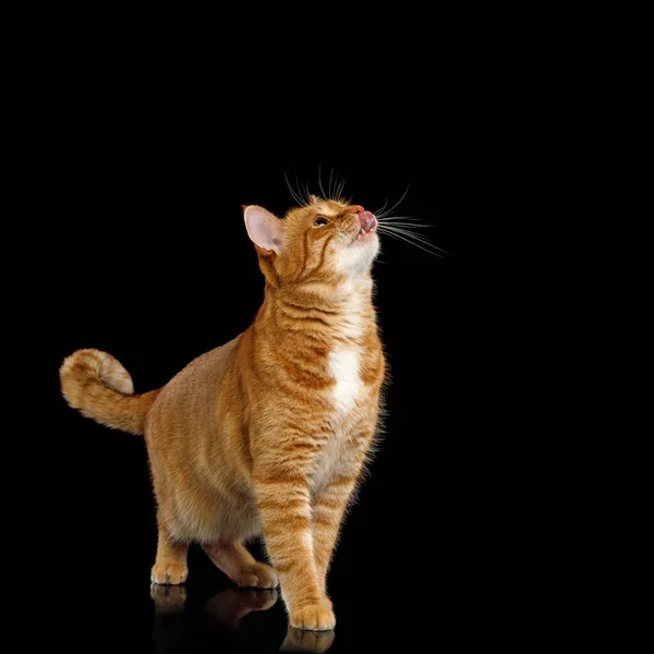 可爱的生姜猫站在那里 抬起头 舔着孤立的黑色背景 问食物 — 图库照片
