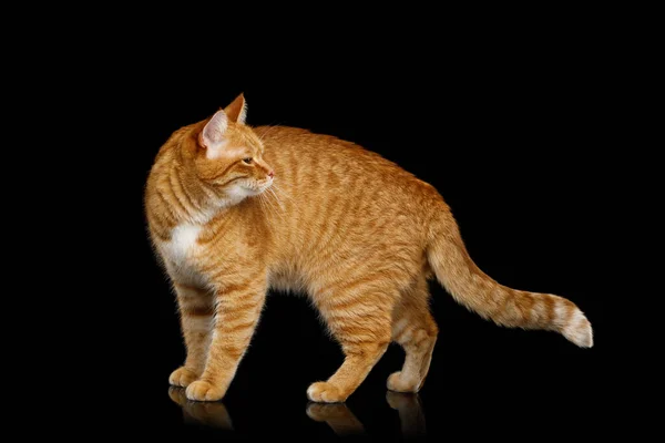 Adorable Ginger Cat Standing Looking Back Isolated Black Background Side — Stock Photo, Image