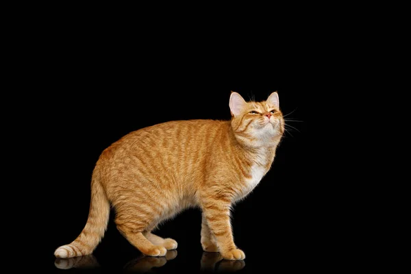 Adorable Ginger Cat Stehend Und Mit Zufriedenem Gesicht Aufblickend Auf — Stockfoto