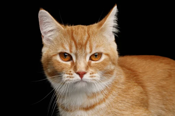 隔離された黒の背景の赤いMunchkin猫のクローズアップ怒っている顔 フロントビュー — ストック写真