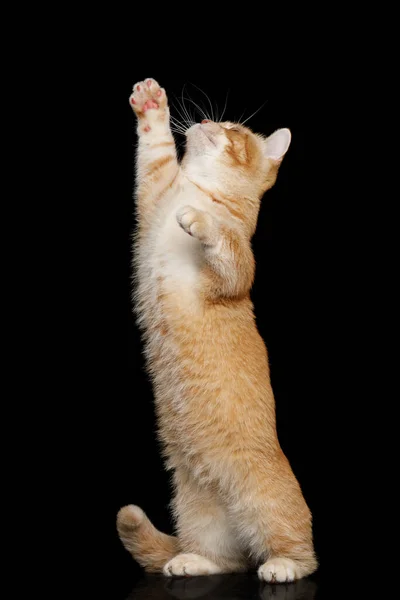 Red Munchkin Cat Pie Levantando Levantando Pata Sobre Fondo Negro —  Fotos de Stock