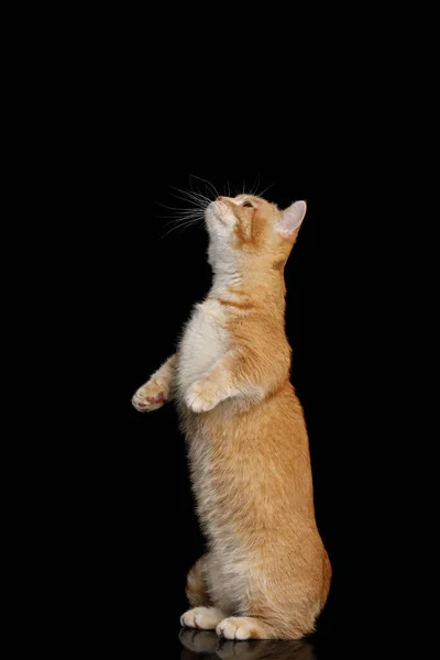 Red Munchkin Cat Álló Rearing Fel Izolált Fekete Háttér — Stock Fotó