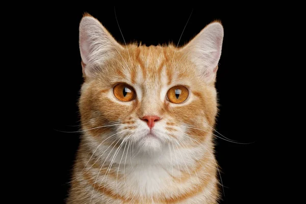 Retrato Cerca Red Munchkin Cat Sobre Fondo Negro Aislado Vista — Foto de Stock