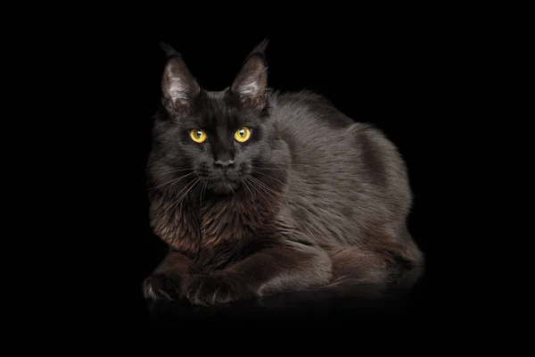 Riesige Maine Coon Cat Mit Glanzfell Liegt Auf Isoliertem Schwarzem — Stockfoto