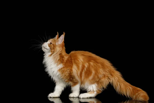 Playful Ginger Maine Coon Cat Standing Looking Isolated Black Background — стоковое фото