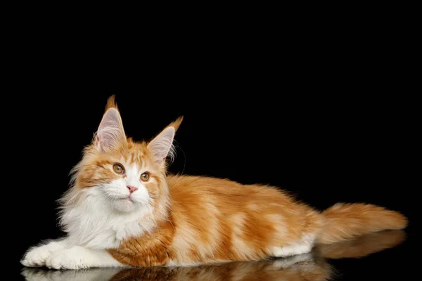 Ginger Maine Mýval Cat Roztomilé Lhaní Izolované Černé Pozadí Boční — Stock fotografie