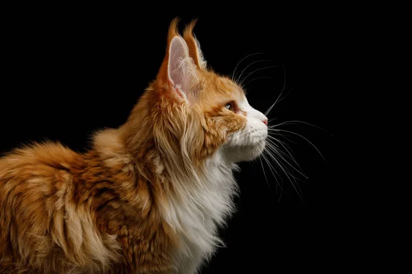 Ritratto Ginger Maine Coon Cat Isolato Sfondo Nero Vista Profilo — Foto Stock