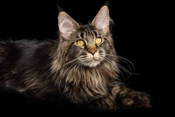 Maine Coon Cat Huge Polydactyl Paws Lying Isolated Black Background — Stock Photo, Image