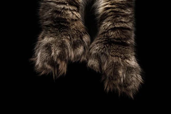 Maine Coons Enorma Polydaktyl Tassar Isolerad Svart Bakgrund — Stockfoto