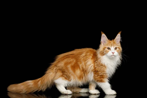 Ginger Maine Coon Cat Standing Pose Tail Isolated Black Background — Stock Photo, Image