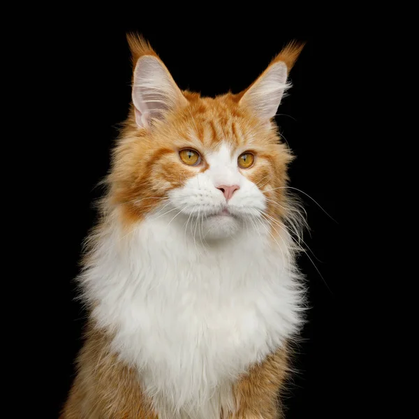 Uroczy Portret Ginger Maine Coon Cat Białą Klatką Piersiową Czarnym — Zdjęcie stockowe
