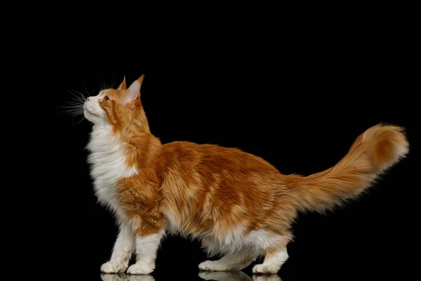 Giocoso Ginger Maine Coon Cat Piedi Guardando Isolato Sfondo Nero — Foto Stock