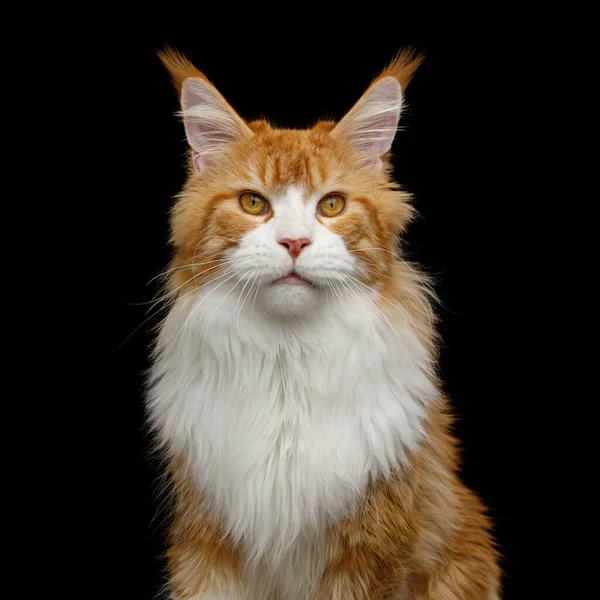 Adorable Retrato Jengibre Maine Coon Cat Con Pecho Blanco Mira — Foto de Stock