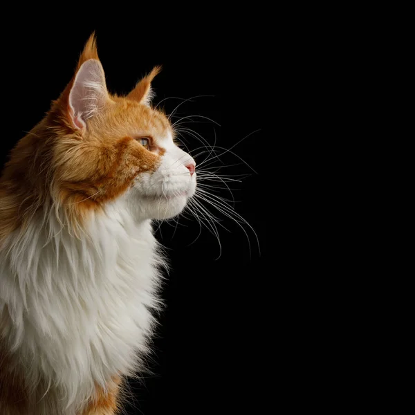 Ritratto Ginger Maine Coon Cat Con Petto Bianco Stare Sul — Foto Stock