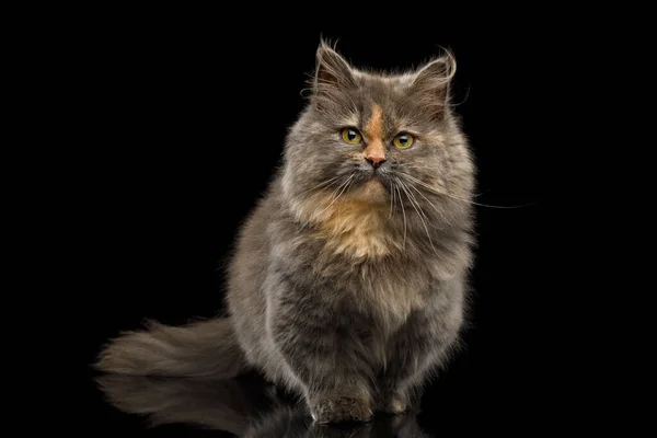 Cute Munchkin Cat Tortoise Fur Sitting Curious Looking Camera Isolated — Stock Photo, Image