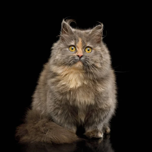 Krótkie Futro Żółwia Munchkin Cat Siedzi Patrzy Aparacie Fotograficznym Izolowanym — Zdjęcie stockowe