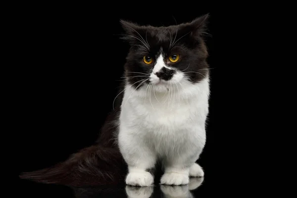 Short Munchkin Cat White Legs Standing Angry Face Isolated Black — Stock Photo, Image