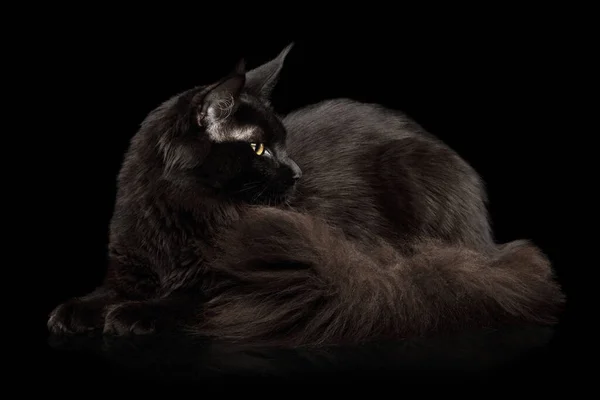 Велетенський Котячий Кіт Мен Лежачий Відвернувся Від Ізольованого Чорного Фону — стокове фото