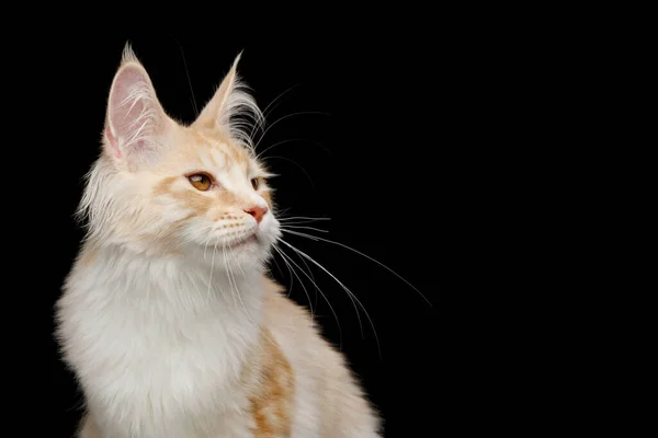 Retrato Lindo Vermelho Com Branco Maine Coon Cat Olhando Para — Fotografia de Stock