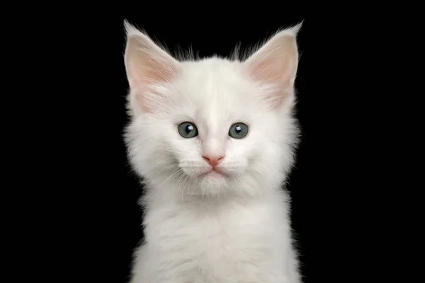 Close ปภาพของ Little White Maine Coon Kitten Stare ในกล องบนพ — ภาพถ่ายสต็อก