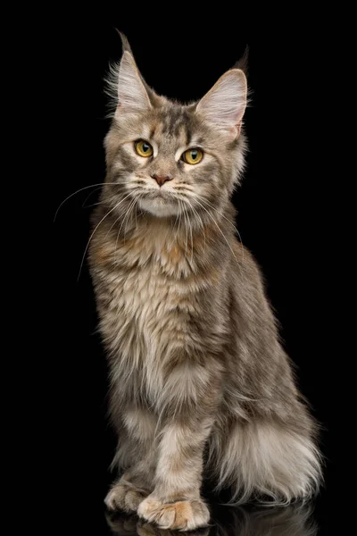 Polydactyl Tabby Maine Coon Cat Sitting Cute Face Isolated Black — Stock Photo, Image