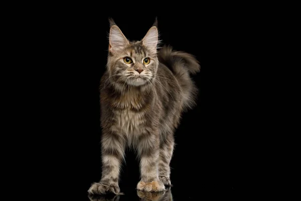 Verspielte Polydaktyl Tabby Maine Coon Cat Mit Neugieriger Miene Auf — Stockfoto