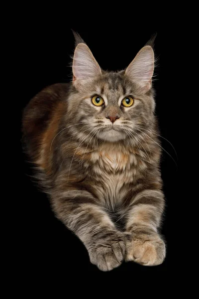 Polydactyl Tabby Maine Coon Cat Lying Raising Paws Isolated Black — Stock Photo, Image
