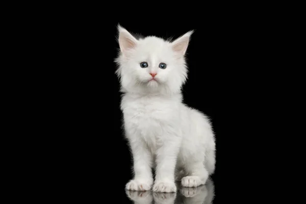 Pouco Branco Maine Coon Kitten Olhando Câmera Fundo Preto Isolado — Fotografia de Stock