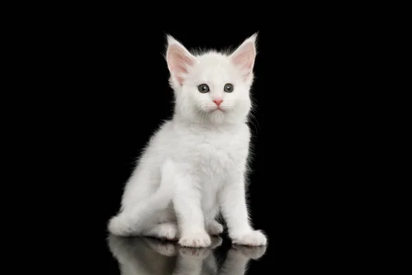 小白猫 大下巴 坐在孤立的黑色背景上 — 图库照片