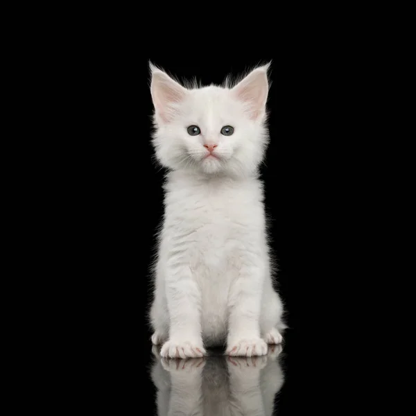 Pequeno Branco Maine Coon Kitten Com Queixo Enorme Sentado Fundo — Fotografia de Stock