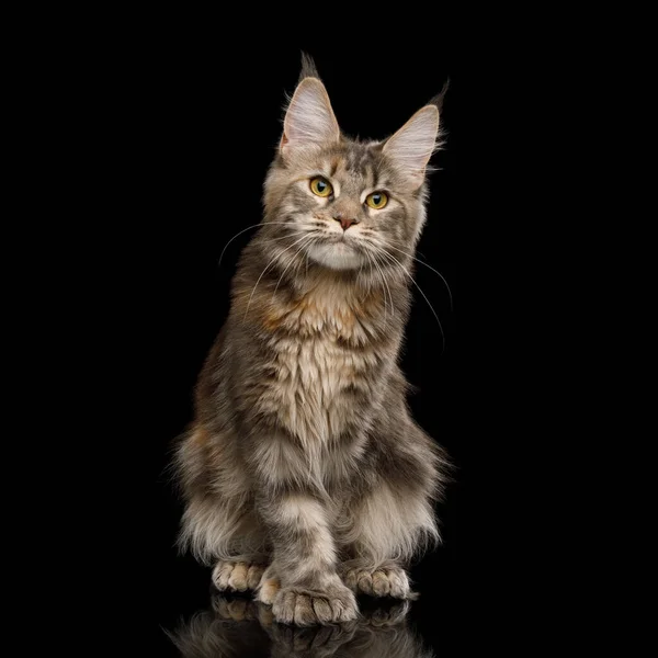 Tabby Red Brown Maine Coon Cat Sitting Polydactyl Paws Isolated — Stock Photo, Image